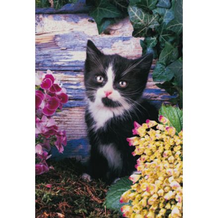 Schmidt Spiele Kotki